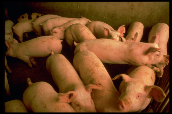 Swine Flu