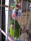 Giussepi Giussepi