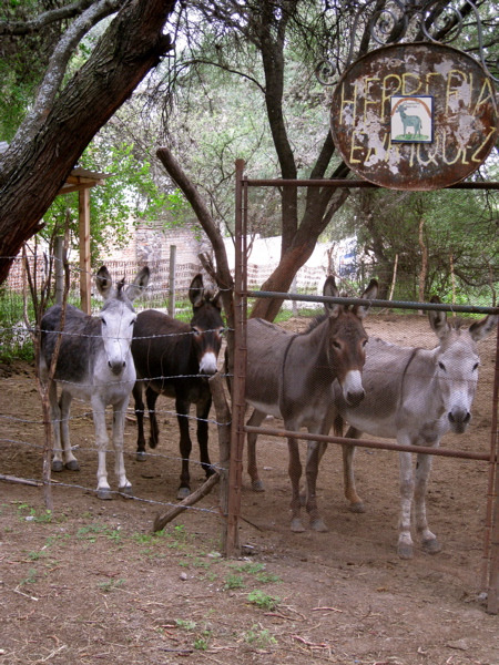 Burros Burros